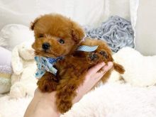 Qenushët Maltipoo të racës “Teafil” të Maltipoo-s.