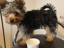 Këlyshët e racës Yorkies janë në dispozicion.