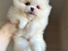 Këlyshë Pomeranez WhatsApp +16063318962
