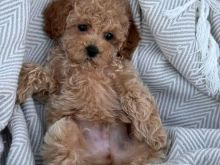 Qenushët Maltipoo janë në shitje.