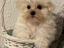 Qenush Maltese