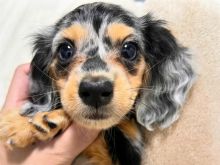 Këlyshë Merle dachshund në dispozicion
