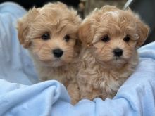 Maltipoo puppies available 