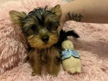 Këlyshët e racës Yorkies janë të racës Yorkies.