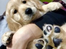 Qenush Golden Retriever 3nnn