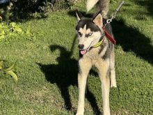 Qen Husky
