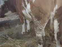 Lop bars 7 muj lopa shtohet per her dyt qmimi 2100 euro