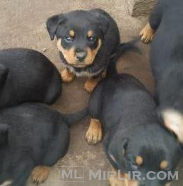 Këlyshë Rottweiler