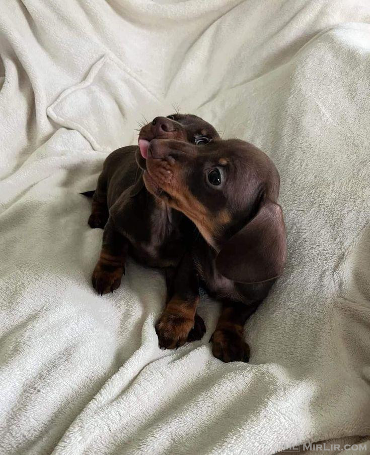 Këlyshë dachshund të adhurueshëm