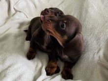 Këlyshë dachshund të adhurueshëm