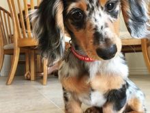 Qenush Dachshund