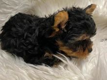 Këlyshët e racës Yorkies janë në dispozicion.