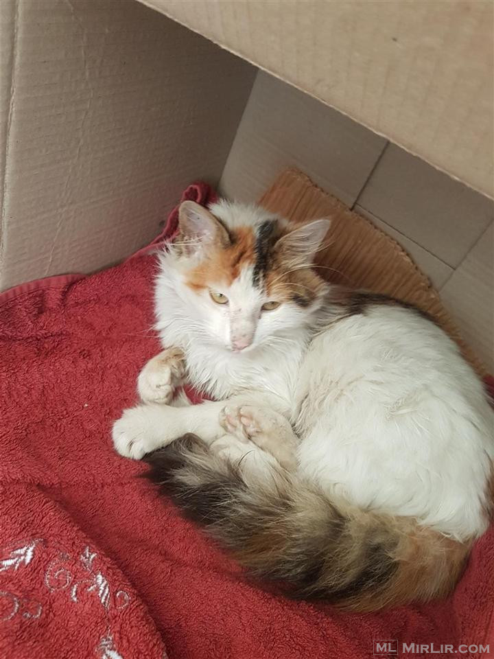 Mace per adoptim