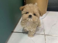 Këlyshët Maltipoo