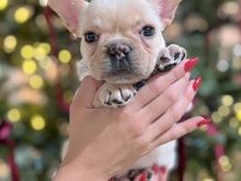 French bulldog