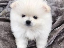 Pomeranez për Adoptim
