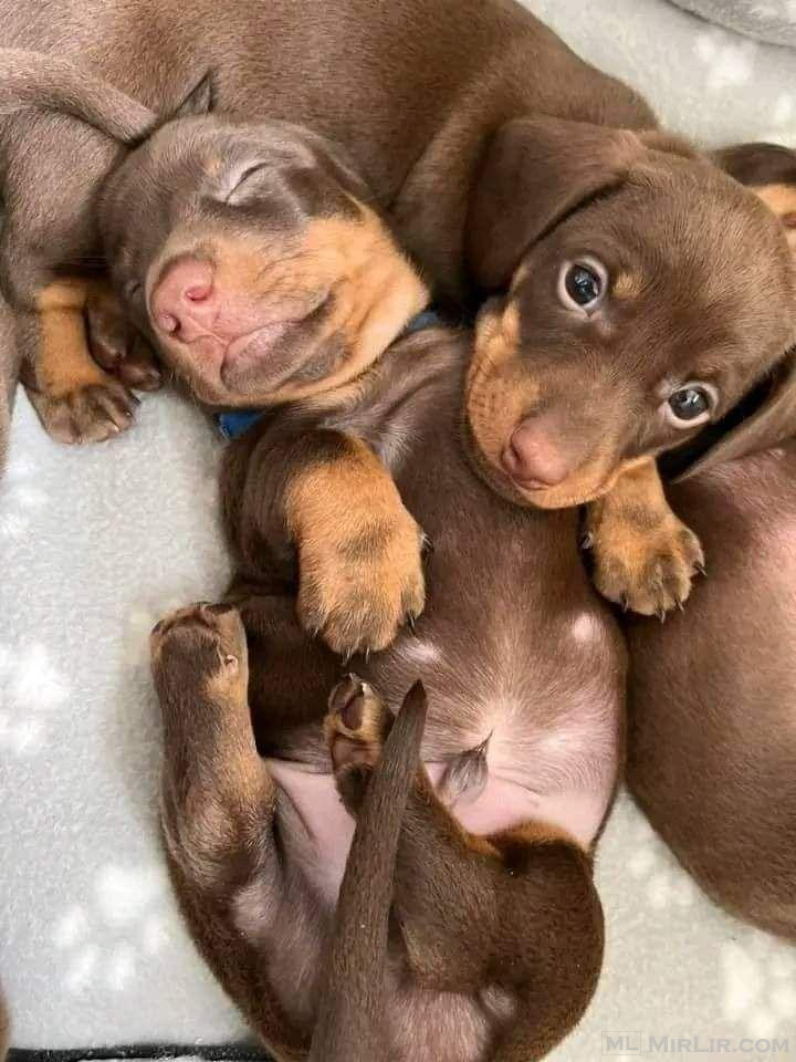 Këlyshë miniaturë dachshund