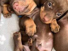 Këlyshë miniaturë dachshund