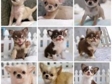 Këlyshë Chihuahua në dispozicion