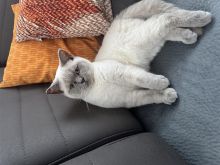 Shite British Shorthair