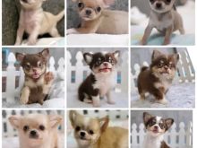 Këlyshët Chihuahua 