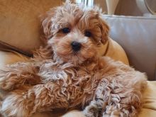 Maltipoo  Whatsapp +37067987419