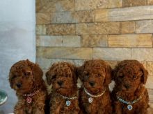 TOY POODLE