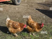 Stall Ferm Pulari