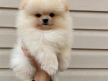 Pomeranian boo