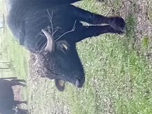 bull