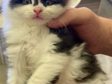 Mace kotele turkish angora