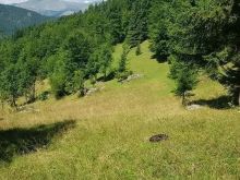 ➡️ Shiten 65 ari tokë📌 Në Rugovë të Pejës , në bjeshk