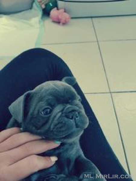 French Bully