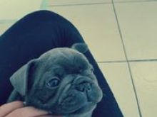 French Bully