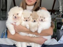 POMERANIAN BOO