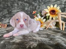 Beagle puppy 