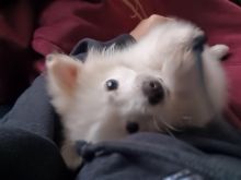 Shes minispic pomerian