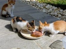 Jepen per adoptim