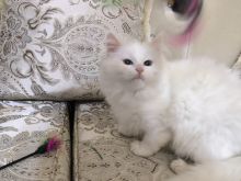 Shesim Angora 
