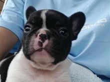 Francuski buldog