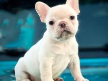 French bulldog