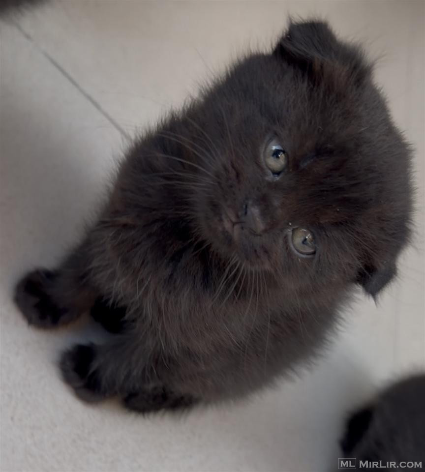 British-cat