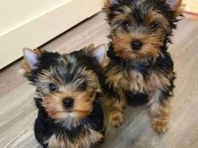 Yorkshire terrier puppies