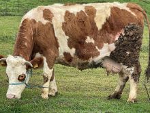 600 kg shterrp e kulloses edhe milet