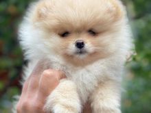 Pomeranian boo