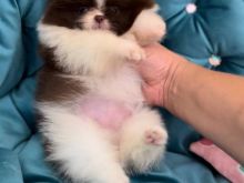 Qenush Pomeranian për shitje.