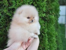 Qenushët Pomeranianë të racës \"Tendy Bear\"