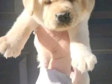 Këlyshë të adhurueshëm të racës Labrador Retriever