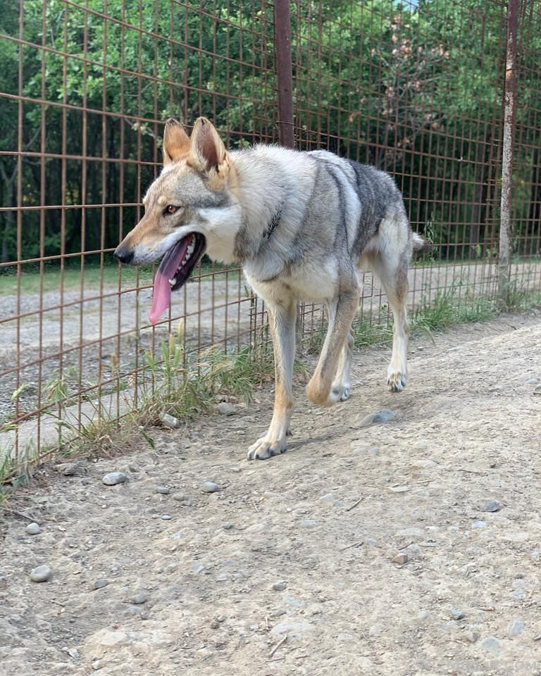 Wolfdog