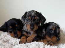 Këlyshë miniaturë dachshund